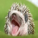h3dgehog's picture